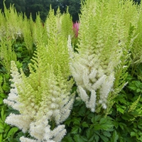 Astilbe Ivory Pearls